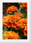 Flowers 088